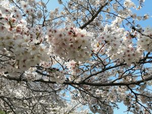 皆様に、ご挨拶。